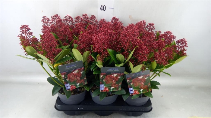 <h4>Skimmia jap. 'Rubella'</h4>