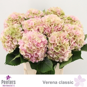 HYDR M CH VERENA CL