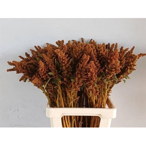 AMAR CR HOT BISCUITS