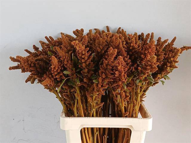 <h4>AMAR CR HOT BISCUITS</h4>