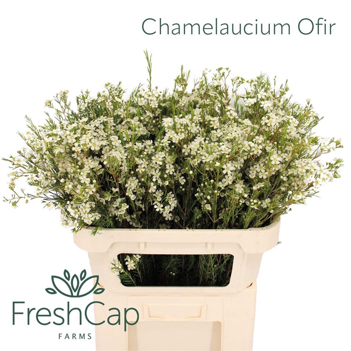 <h4>Chamelaucium Ofir</h4>