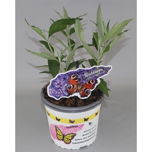 Buddleja davidii 'Empire Blue' C2