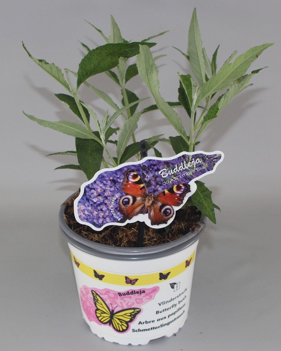 <h4>Buddleja davidii 'Empire Blue' C2</h4>