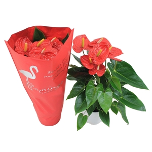 Anthurium XL.10 Mauii Red 17cm