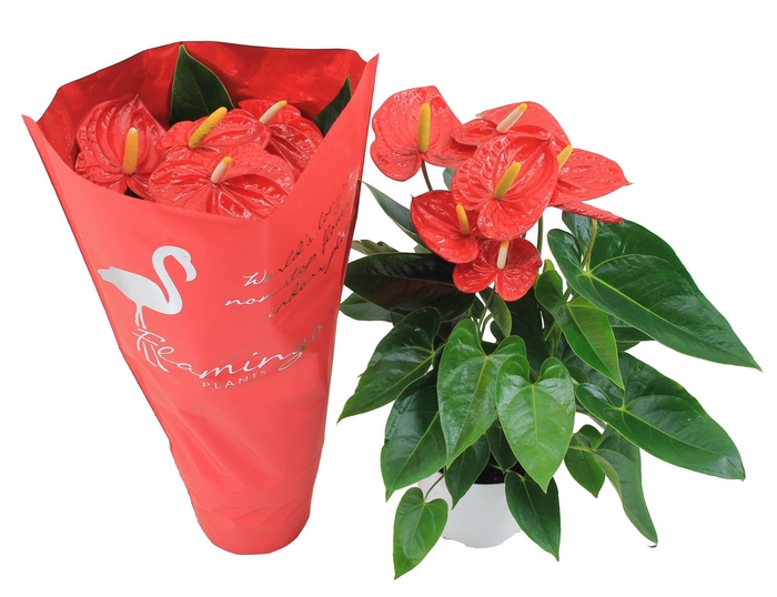 <h4>Anthurium XL.10 Mauii Red 17cm</h4>