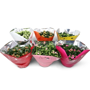 Kalanchoe gevuld Perfecta gemengd 5klr.
