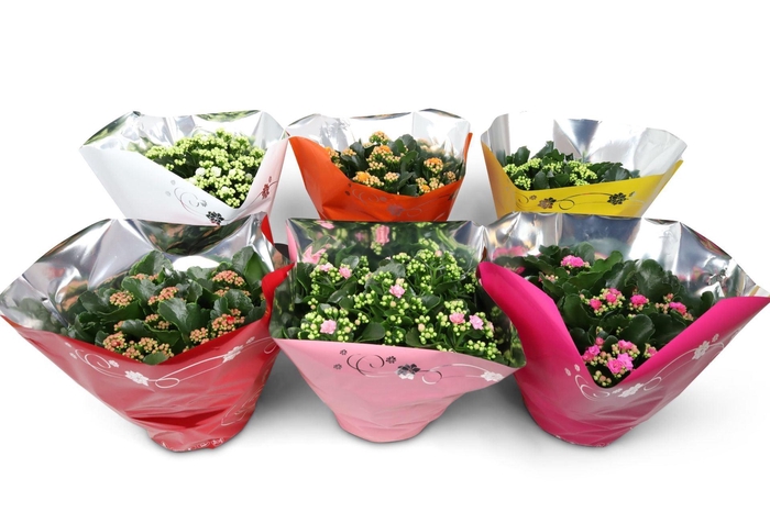 <h4>Kalanchoe gevuld Perfecta gemengd 5klr.</h4>