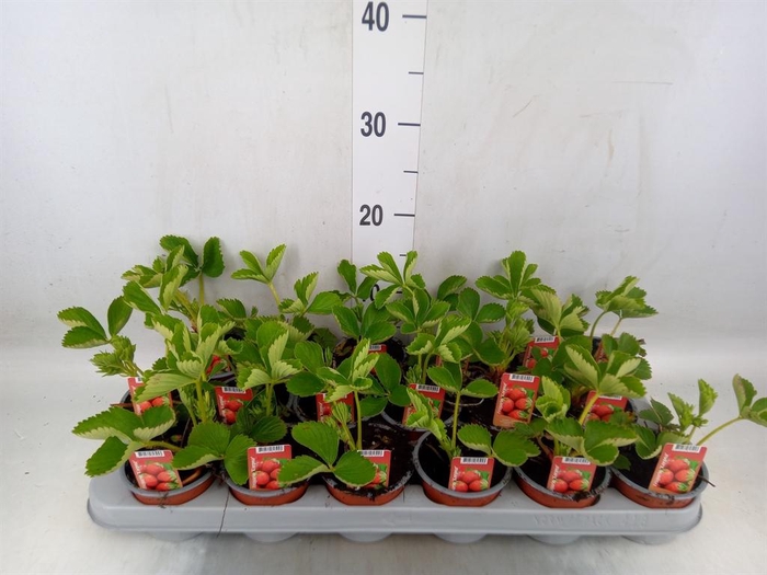 <h4>Fragaria   ...</h4>