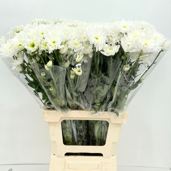 <h4>Chrys Tr Bonita (ballette)</h4>