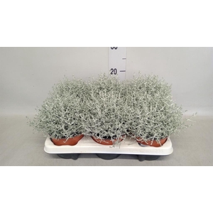 Leucophyta brownii