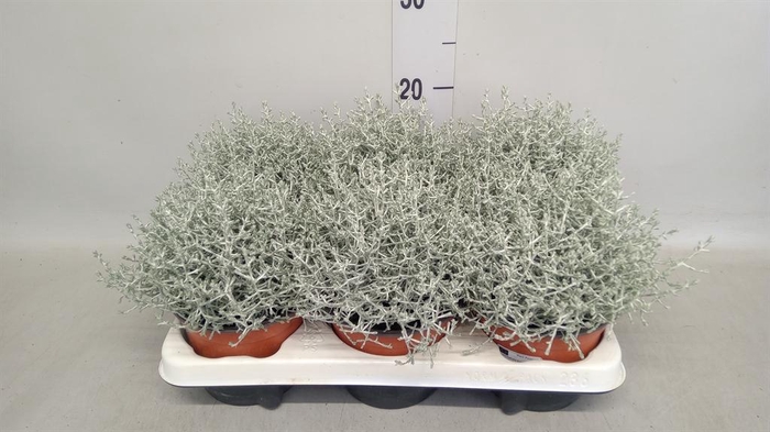 <h4>Leucophyta brownii</h4>