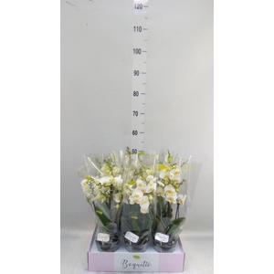 Phalaenopsis multi. ...white