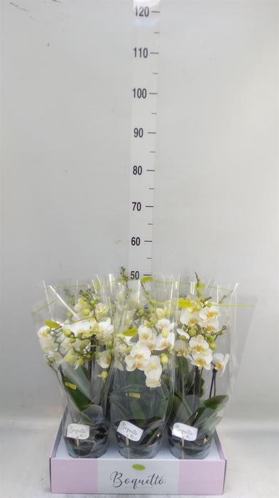 <h4>Phalaenopsis multi.   ...white</h4>