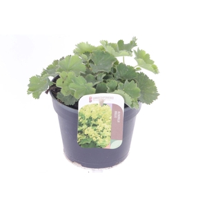 Alchemilla mollis