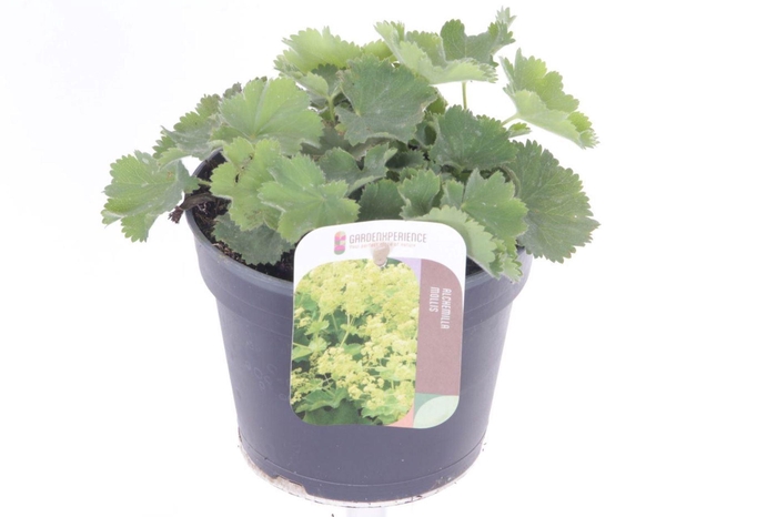 <h4>Alchemilla mollis</h4>