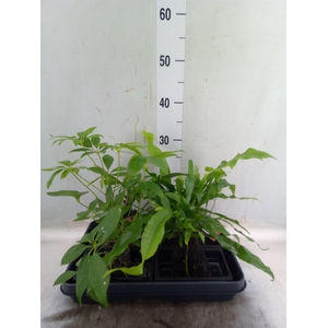 Arr.   Kamerplant Groen H%
