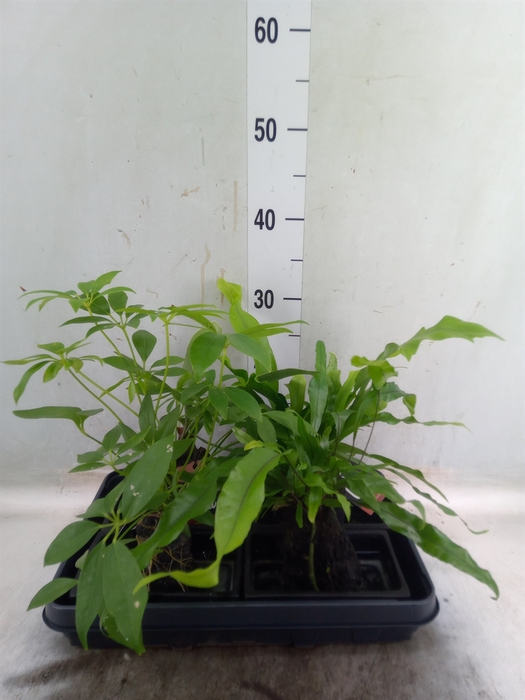<h4>Arr.   Kamerplant Groen H%</h4>