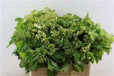 <h4>VIBURNUM OPULUS</h4>