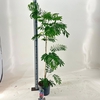 Albizia julibrissin
