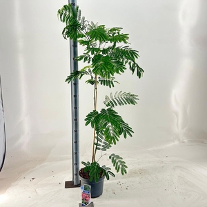 Albizia julibrissin