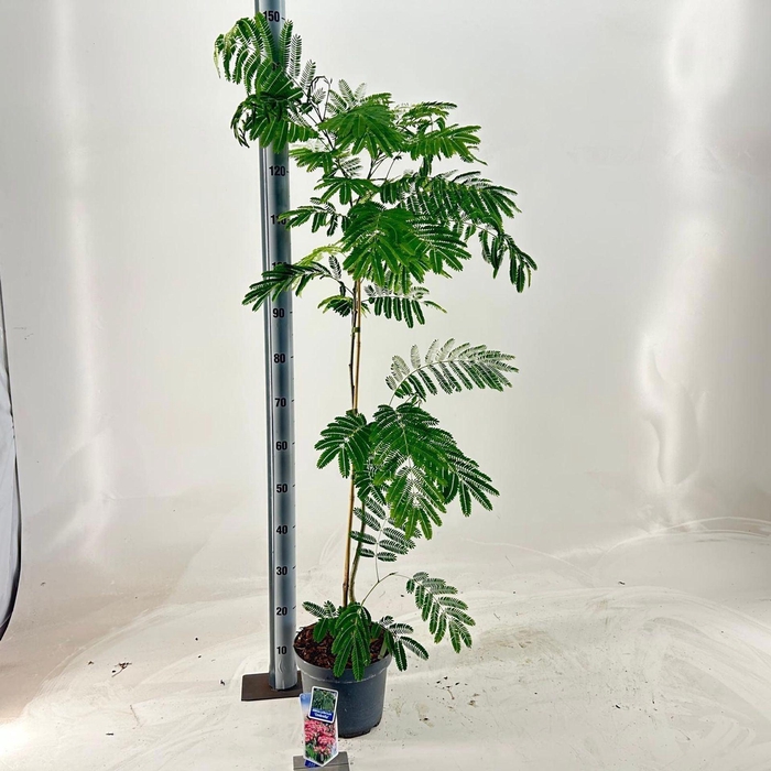 <h4>Albizia julibrissin</h4>
