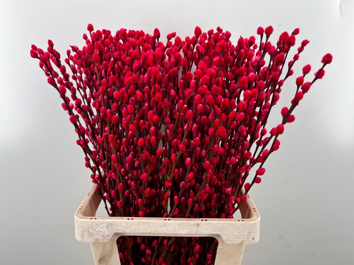 <h4>SALIX OV KLB H%</h4>