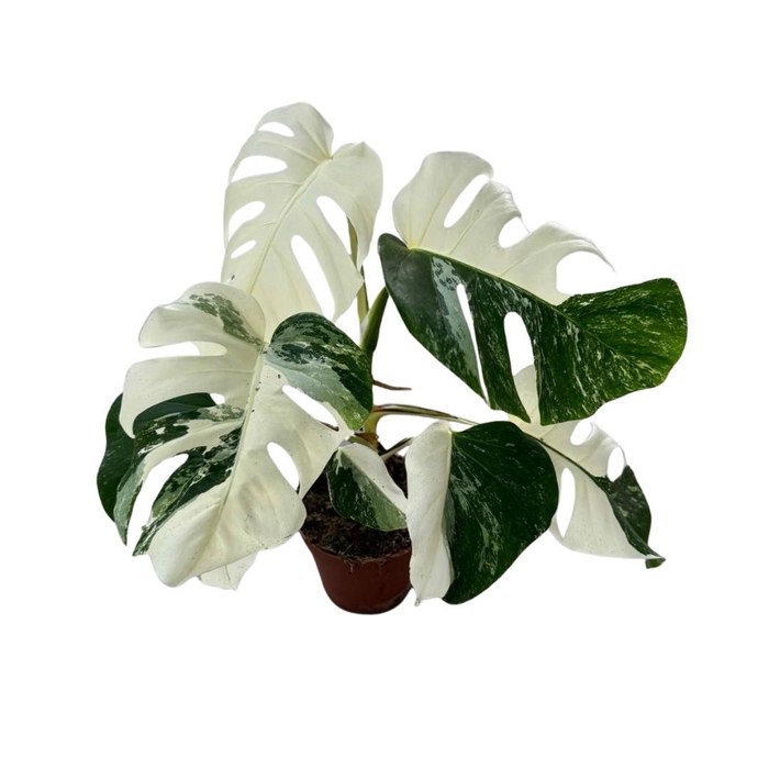 <h4>Monstera Variegata</h4>