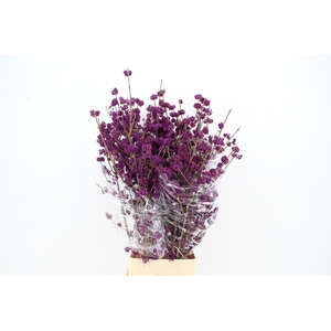 CALLICARPA BOD PROFU 130CM