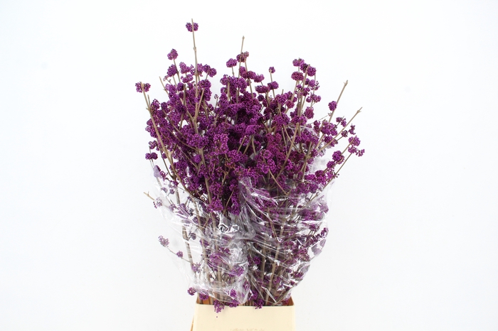 <h4>CALLICARPA BOD PROFU 130CM</h4>