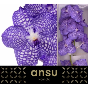 Vanda Kanchana China Blue X16
