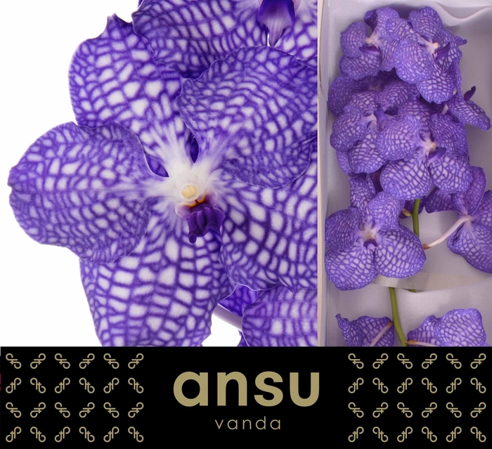 <h4>Vanda Kanchana China Blue X16</h4>