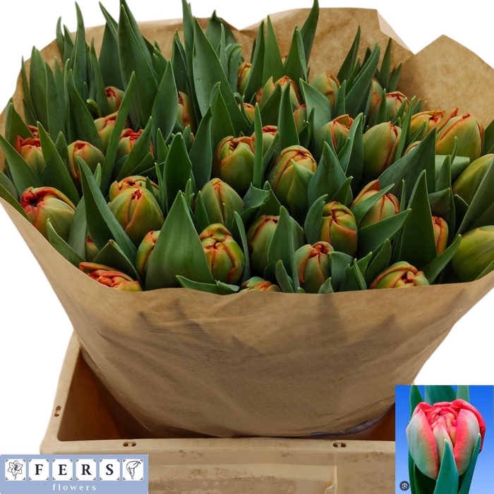 <h4>TU DU LIMERICK</h4>