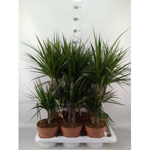 Dracaena marg.