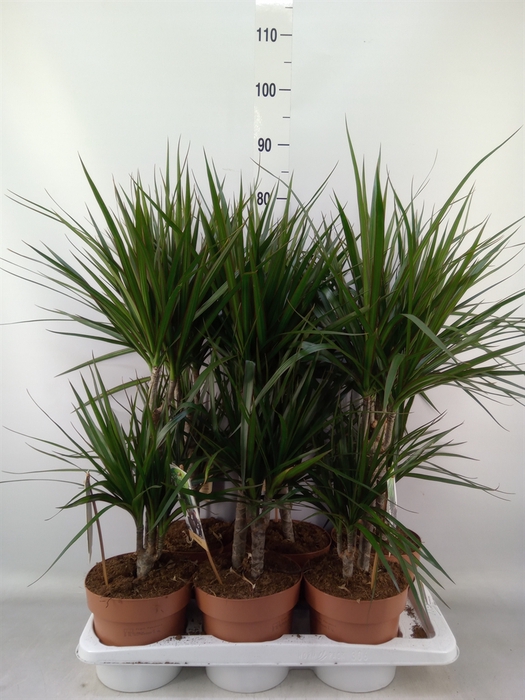 <h4>Dracaena marg.</h4>
