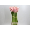 Zantedeschia Eydolls Pink