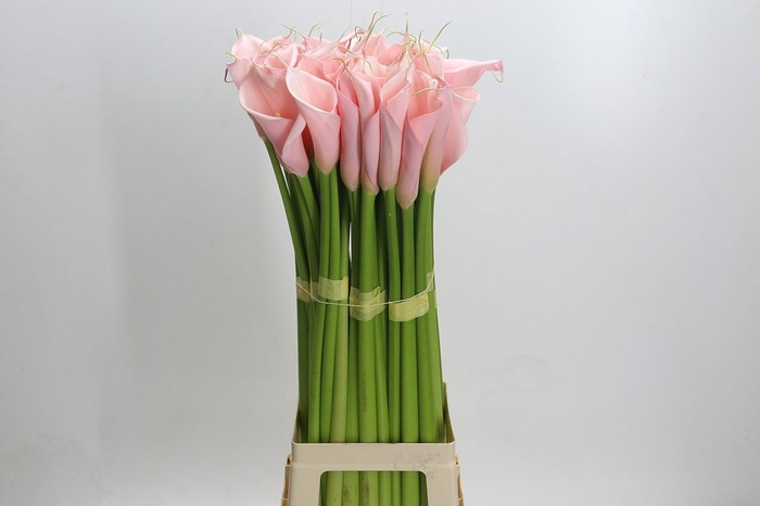 Zantedeschia Eydolls Pink