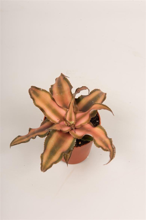 <h4>Cryptanthus bivittatus</h4>