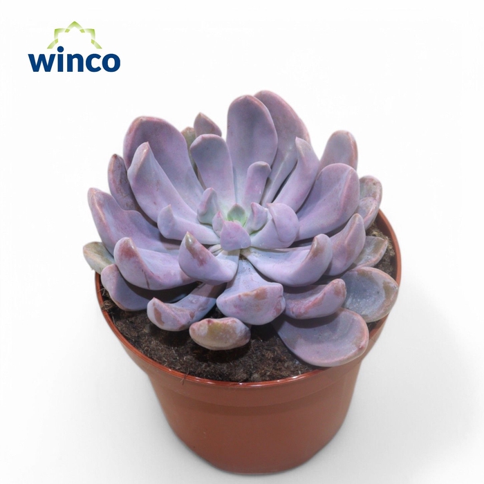 <h4>Graptoveria Lilac Spoons</h4>