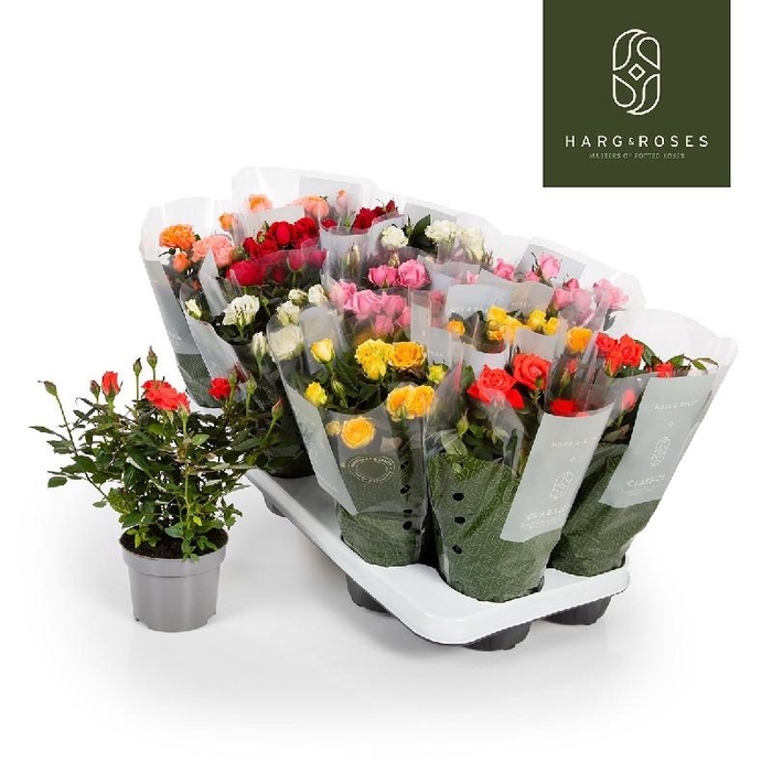 <h4>Rosa Kordana gemengd in tray Mix 4795</h4>