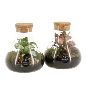 Arr.    Planten  L%