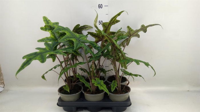 <h4>Alocasia   ...</h4>