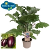 Aubergine paars
