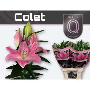 LI OR COLET 6+