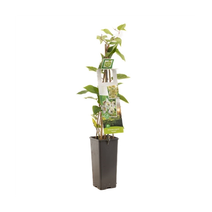 <h4>Actinidia arguta Weikii Mannelijke kiwibes</h4>