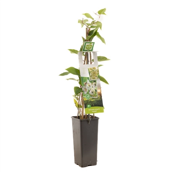 Actinidia arguta Weikii Mannelijke kiwibes