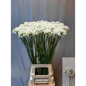 Allium Tuberosum