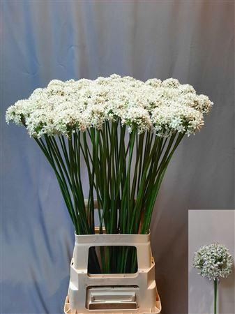 <h4>Allium Tuberosum</h4>