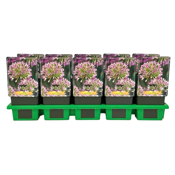 <h4>Allium Millenium</h4>