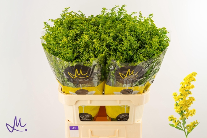 <h4>SOLI CARZAN GLORY</h4>