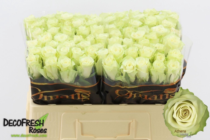 <h4>R Gr Athena</h4>